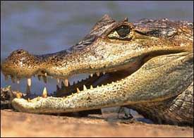 Sertã: GNR vigia Castelo de Bode por causa de suposto crocodilo